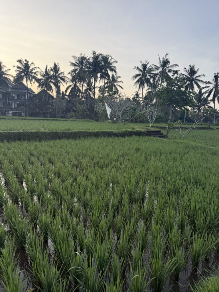 Rice field in Bali 5