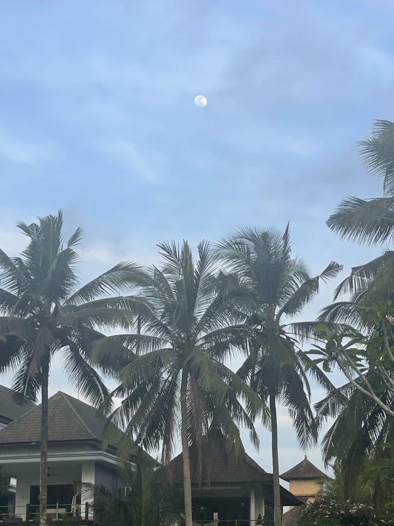 Palm trees in Bali